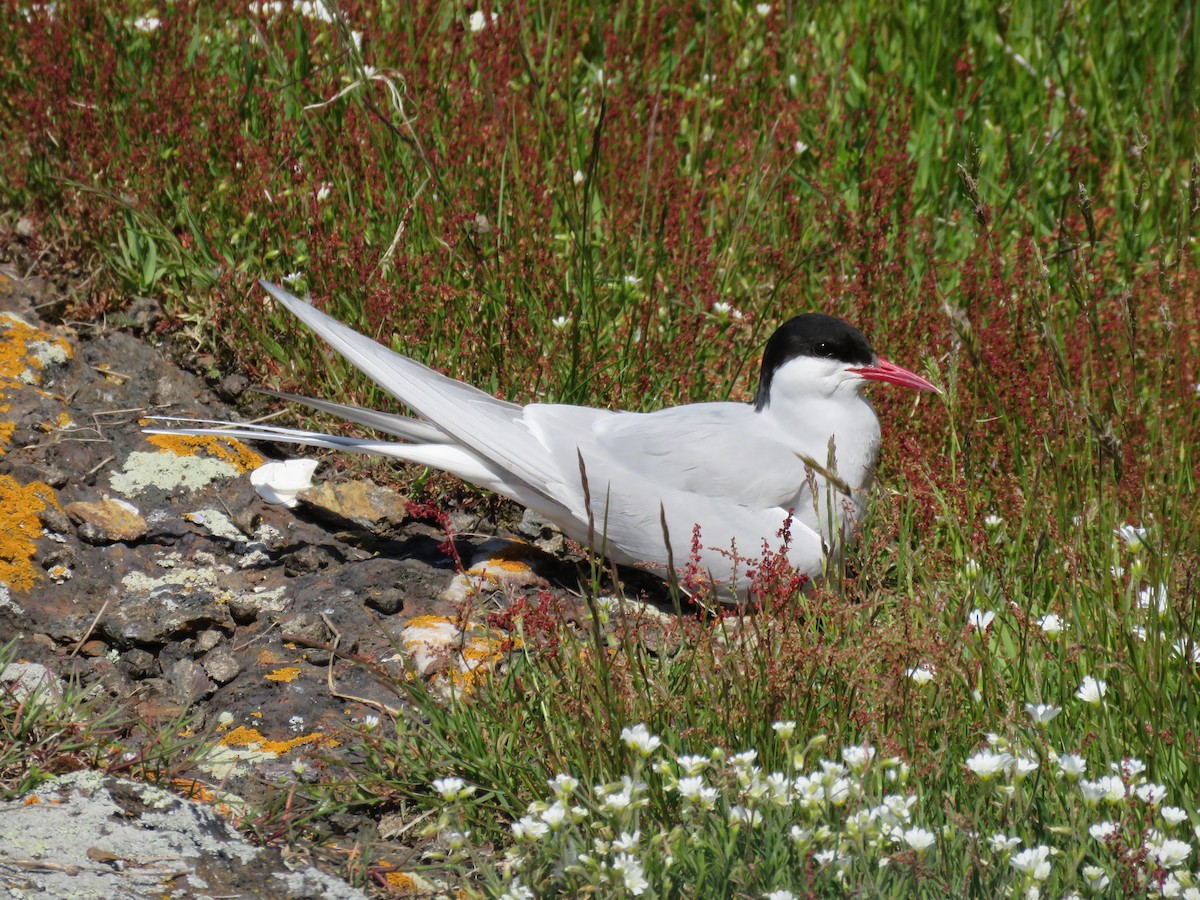 Arctic Tern - ML620001569