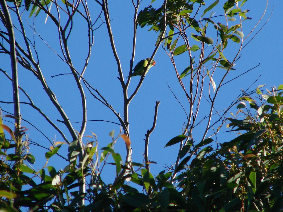 Little Lorikeet - ML620001576