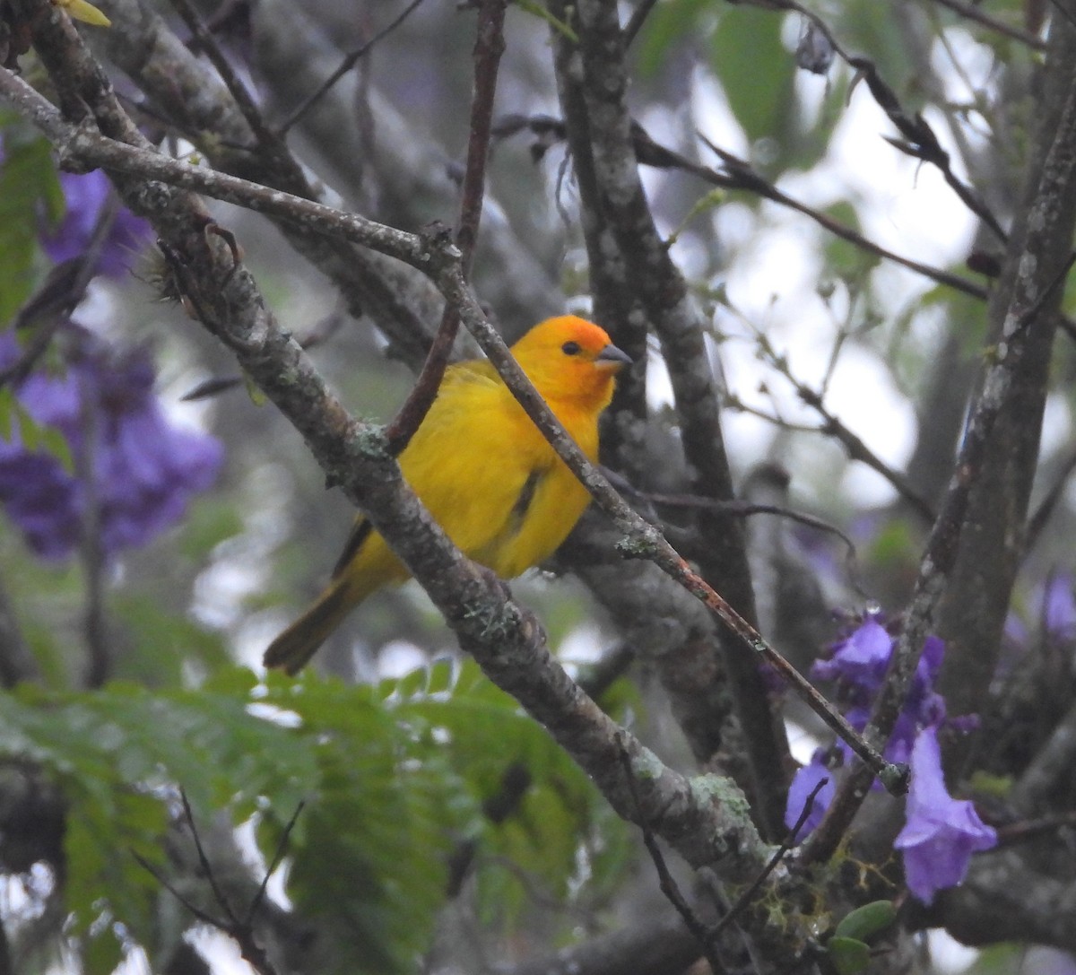 Saffron Finch - ML620001578