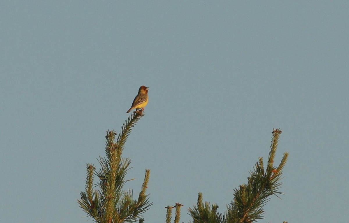 Red-headed Bunting - ML620001583