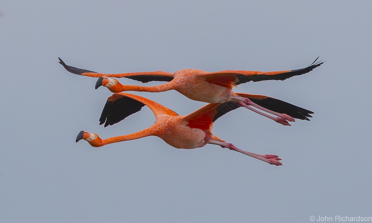 American Flamingo - ML620001584