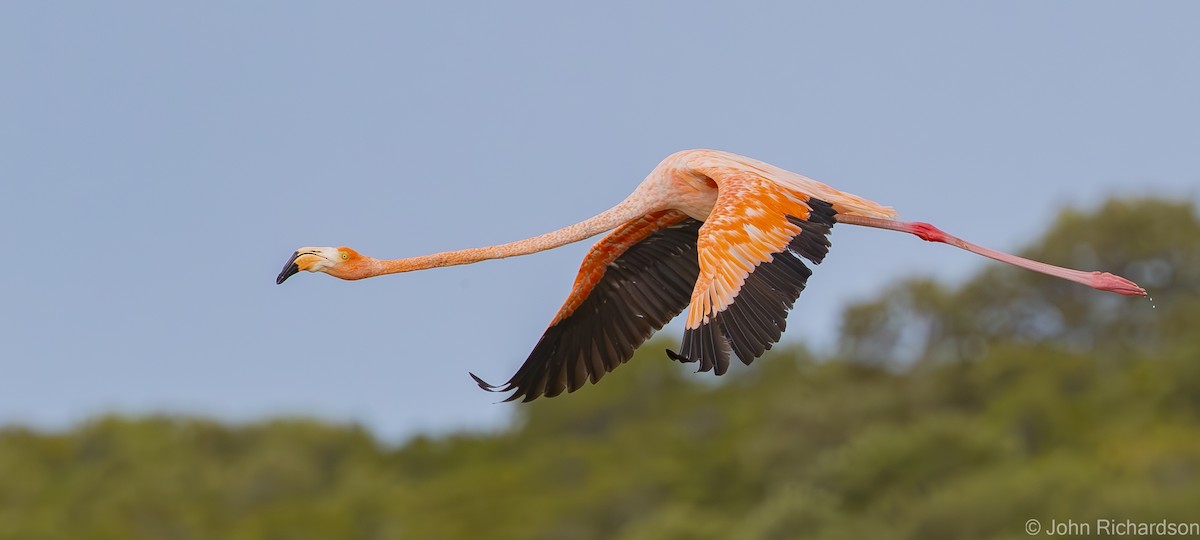 American Flamingo - ML620001585