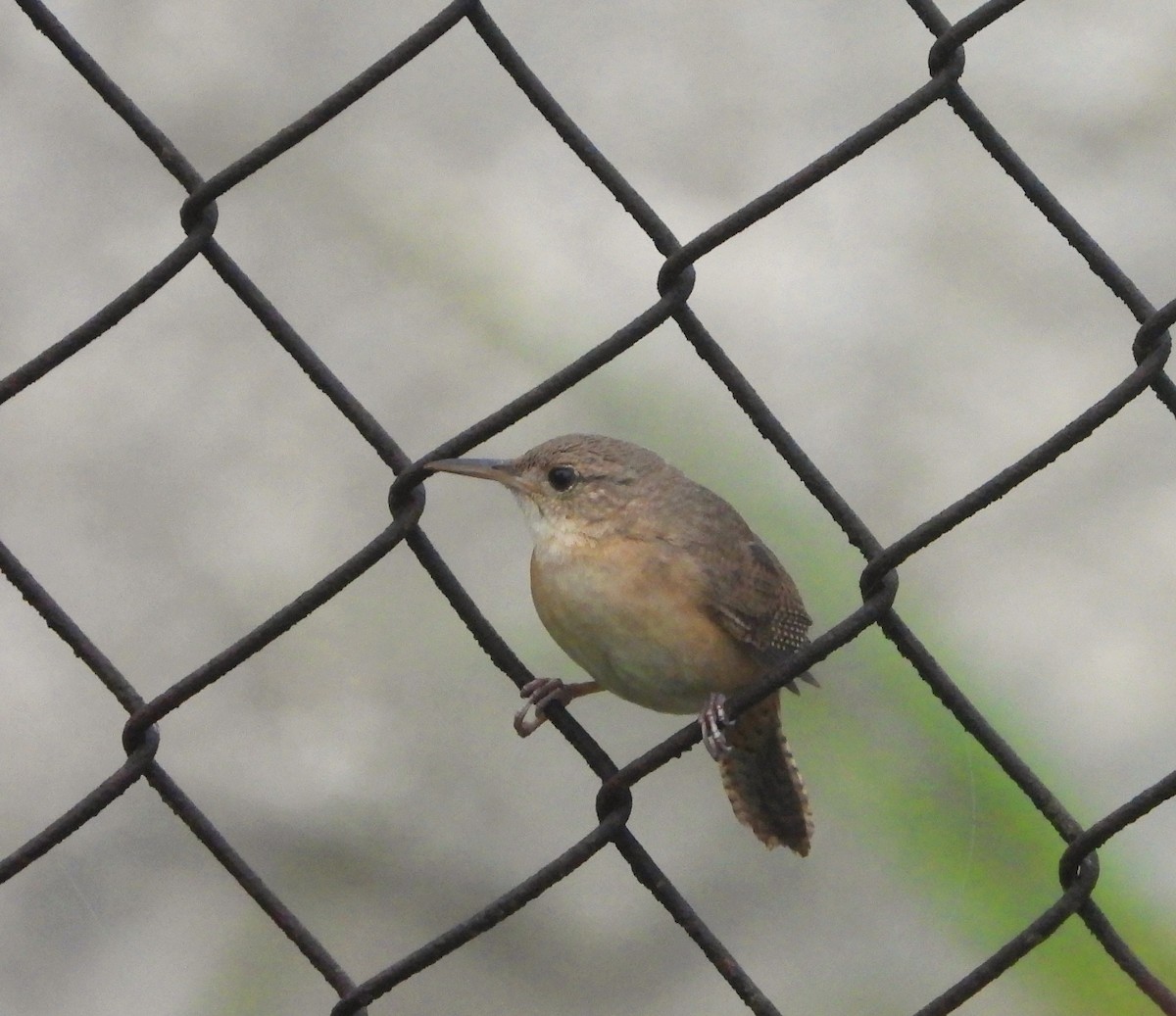 House Wren - ML620001591