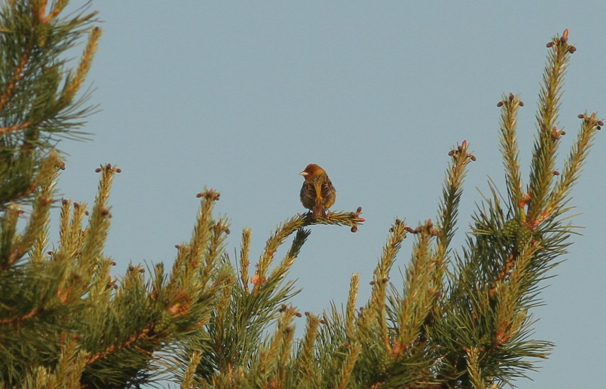 Red-headed Bunting - ML620001592