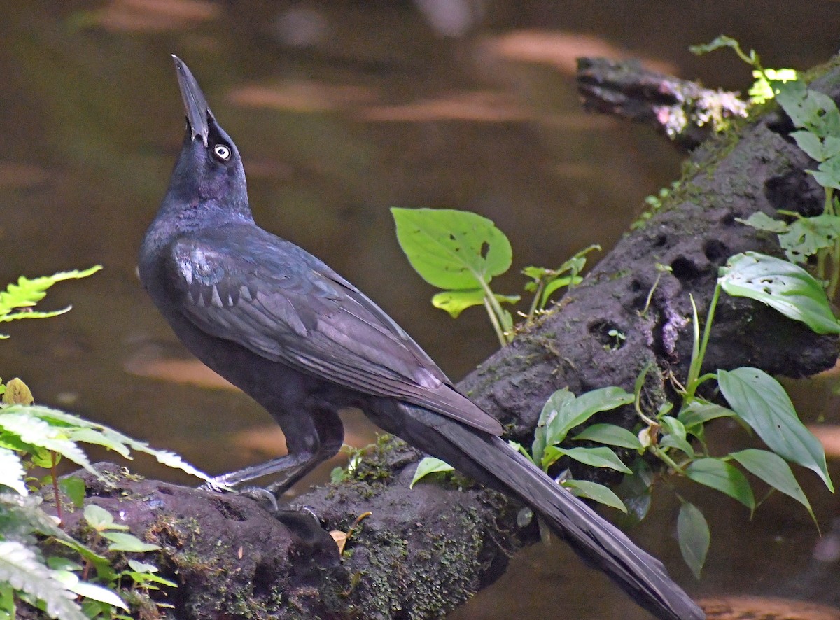 Great-tailed Grackle - ML620001593