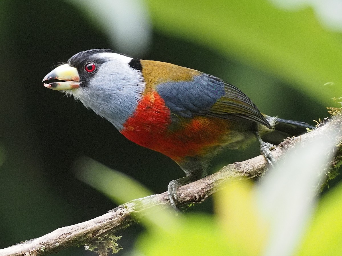 Toucan Barbet - ML620001604