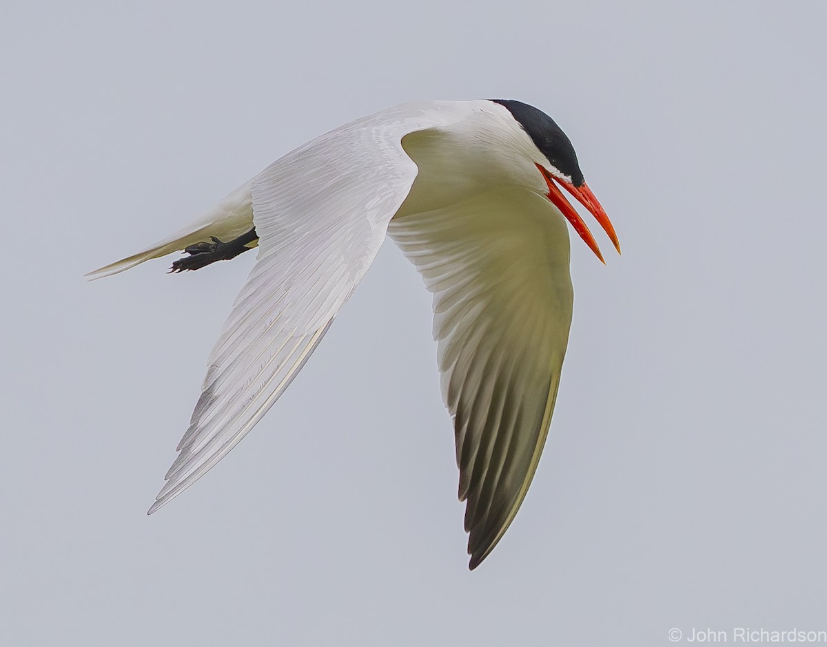 Royal Tern - ML620001606