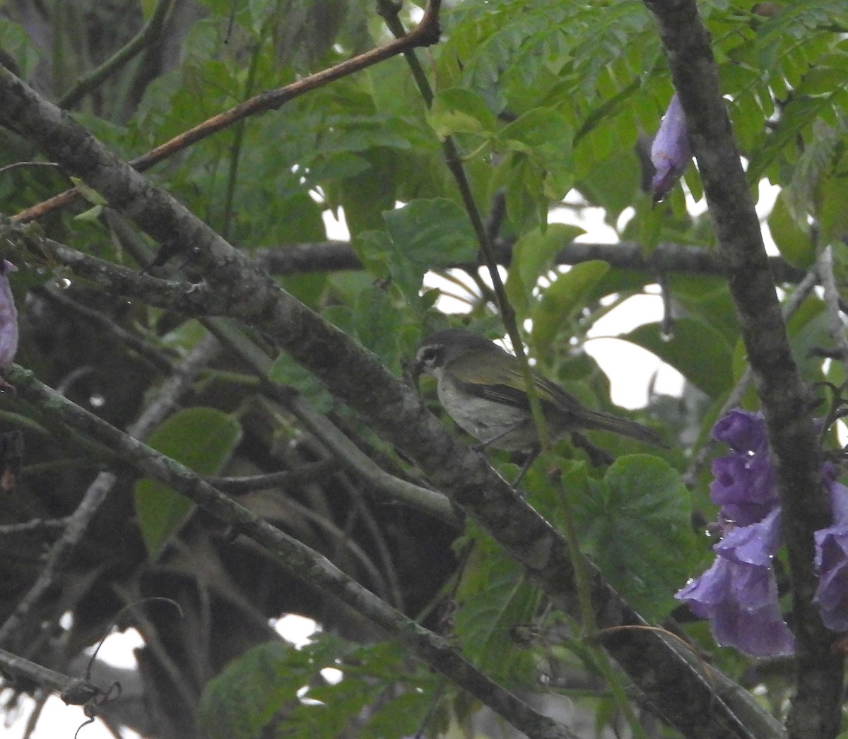 Venezuelan Tyrannulet - ML620001610