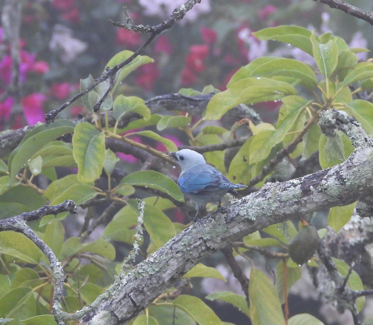 Blue-gray Tanager - ML620001612