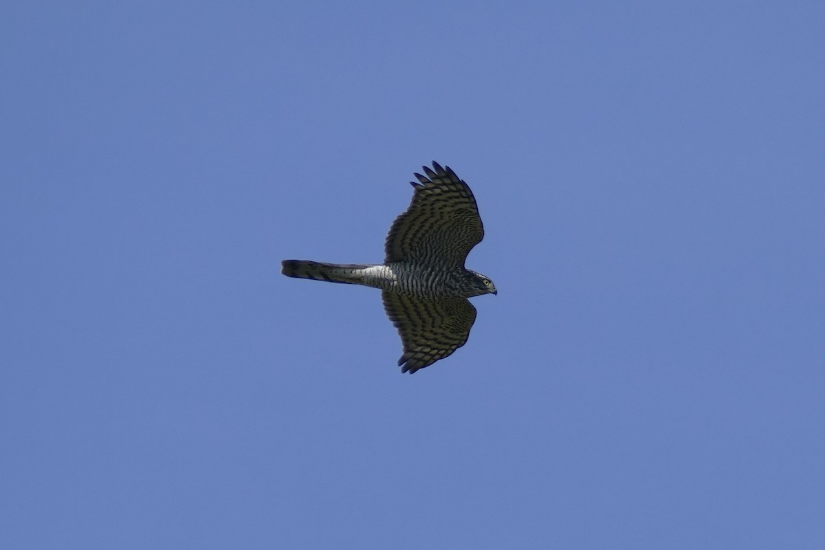 Eurasian Sparrowhawk - ML620001615