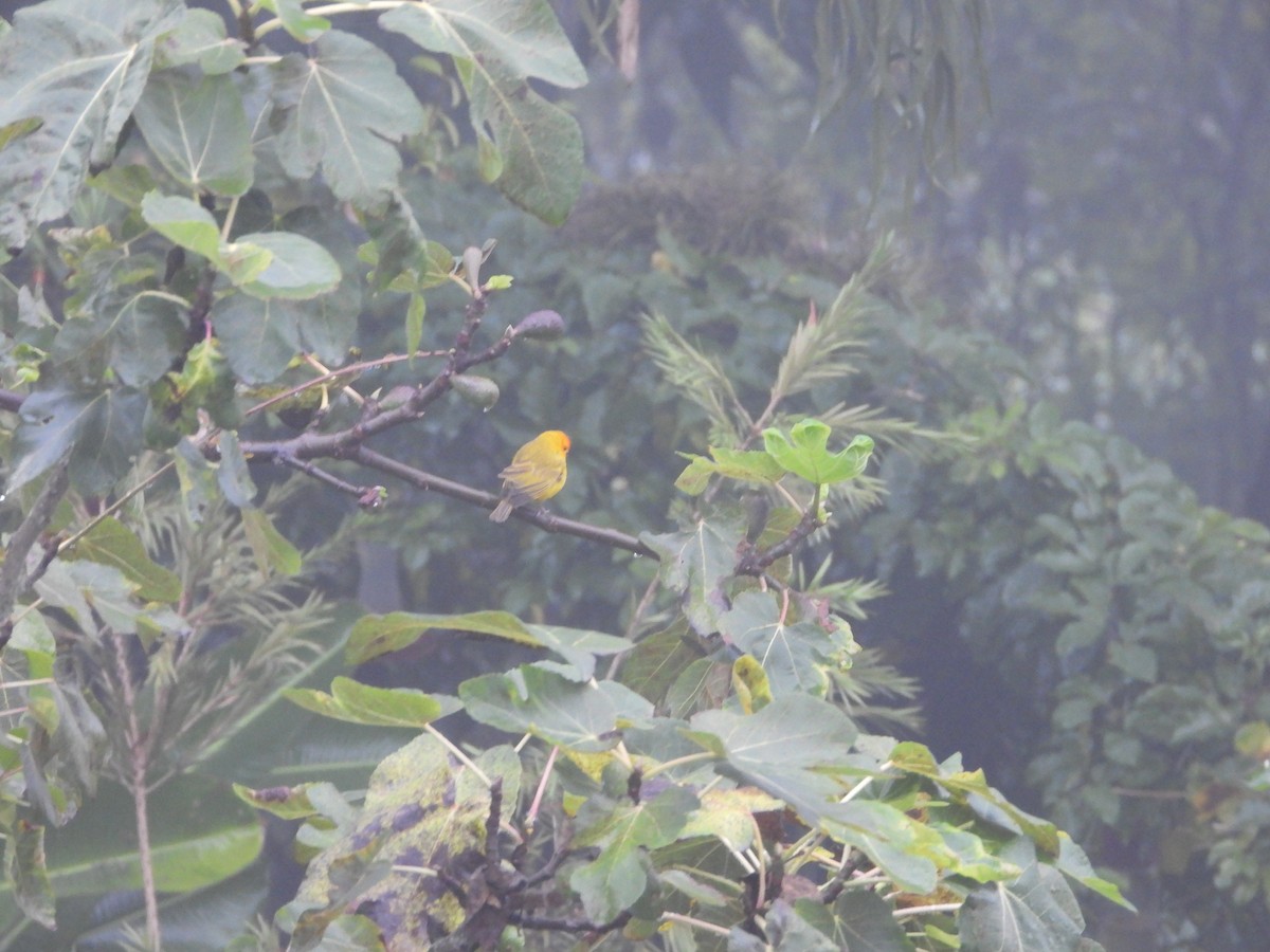 Saffron Finch - ML620001616