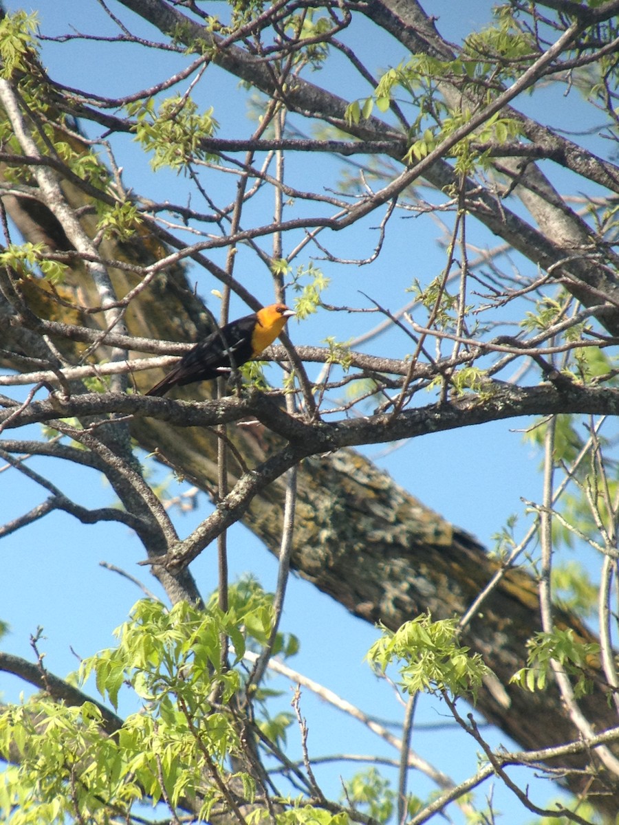 Yellow-headed Blackbird - ML620001623