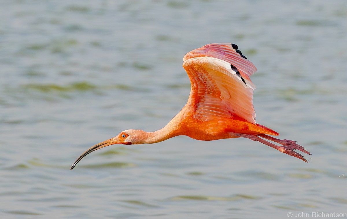 ibis rudý - ML620001624