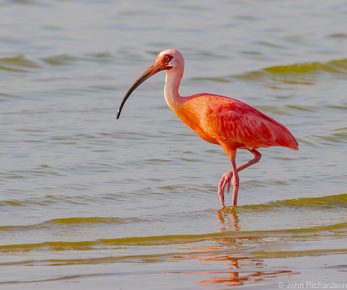 ibis rudý - ML620001625