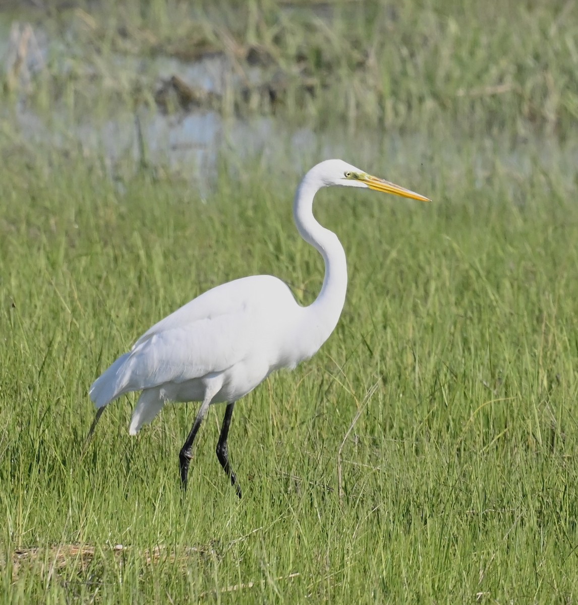 Great Egret - ML620001659