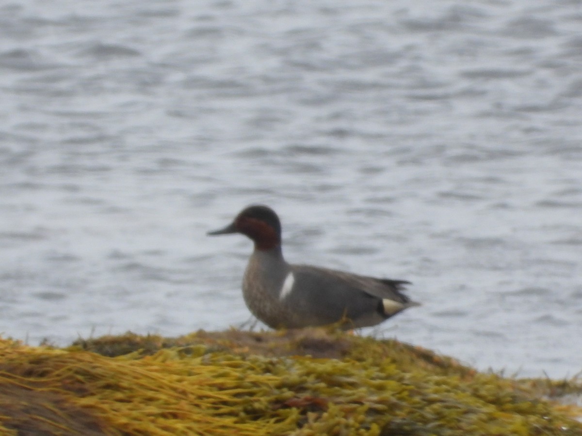 Green-winged Teal - ML620001666