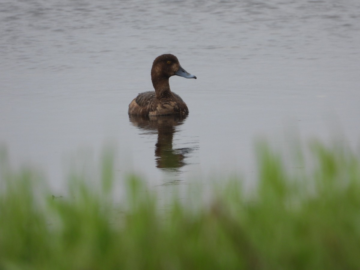 Greater Scaup - ML620001690