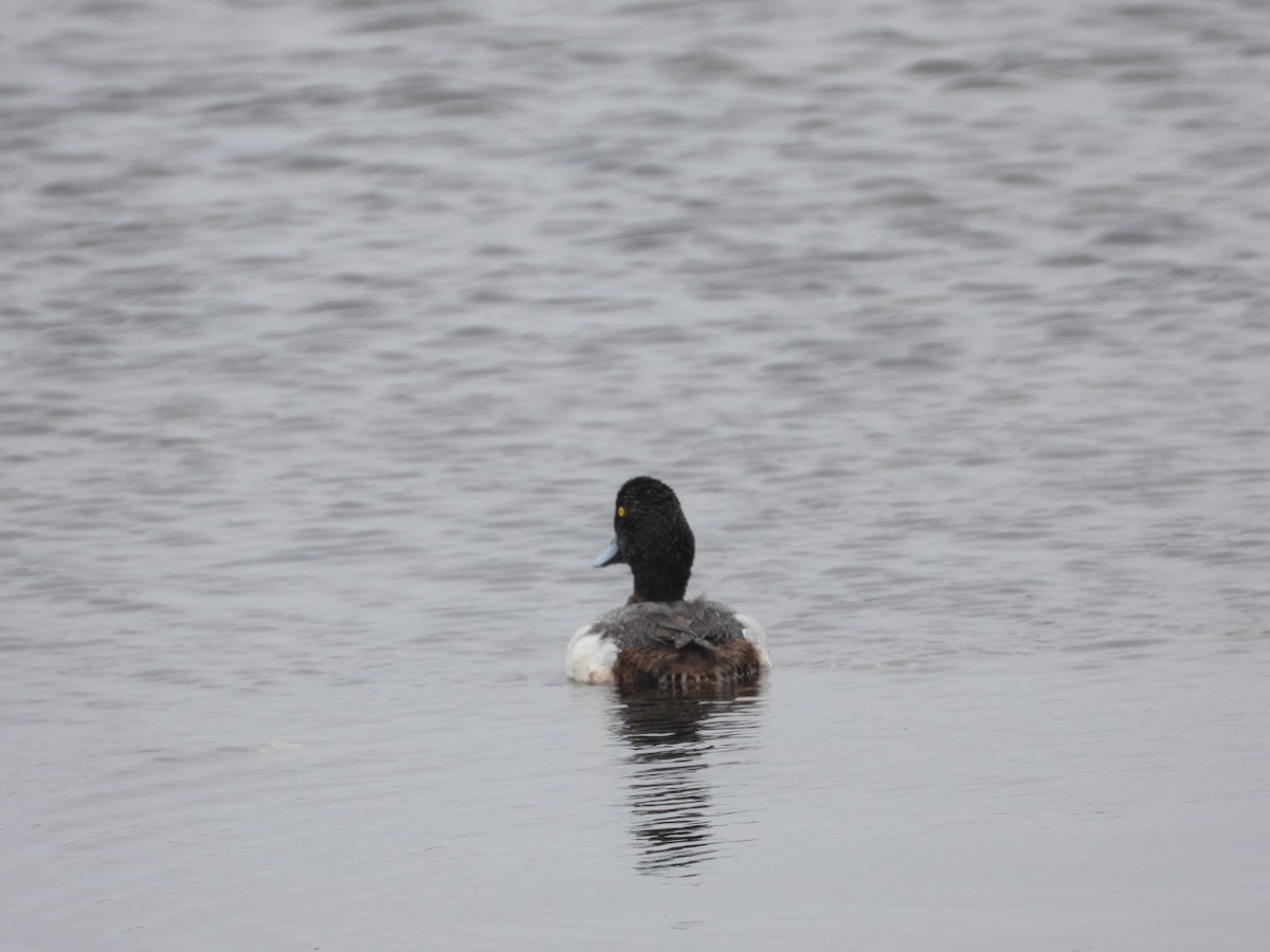 Greater Scaup - ML620001691