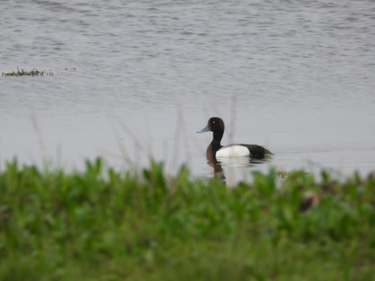 Greater Scaup - ML620001692