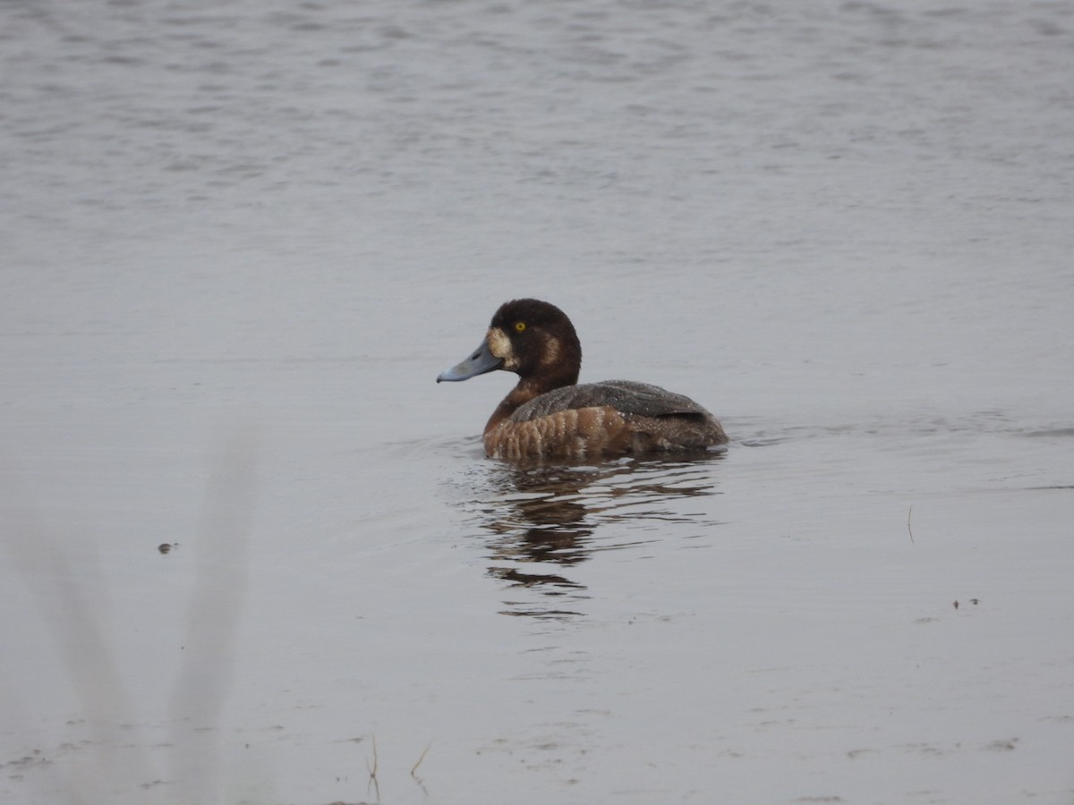 Greater Scaup - ML620001695