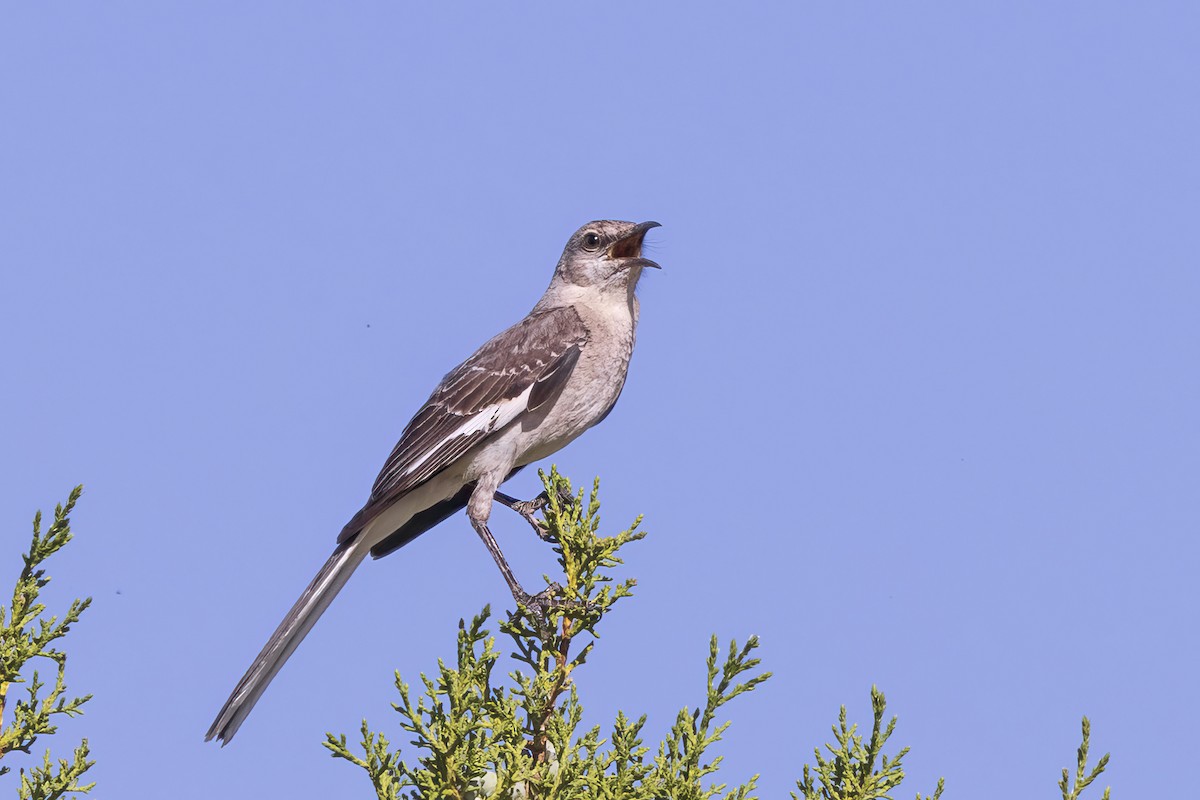 Northern Mockingbird - ML620001700