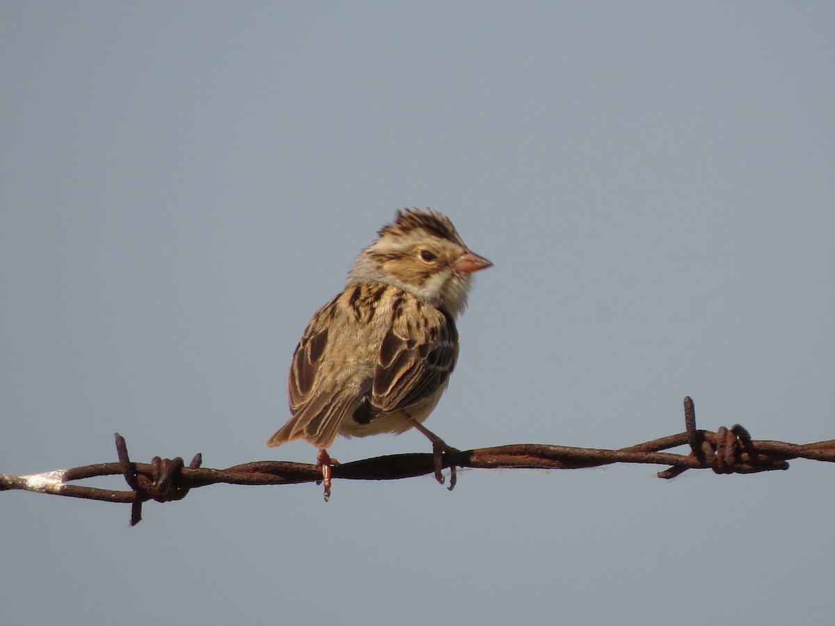 Field Sparrow - ML620001701