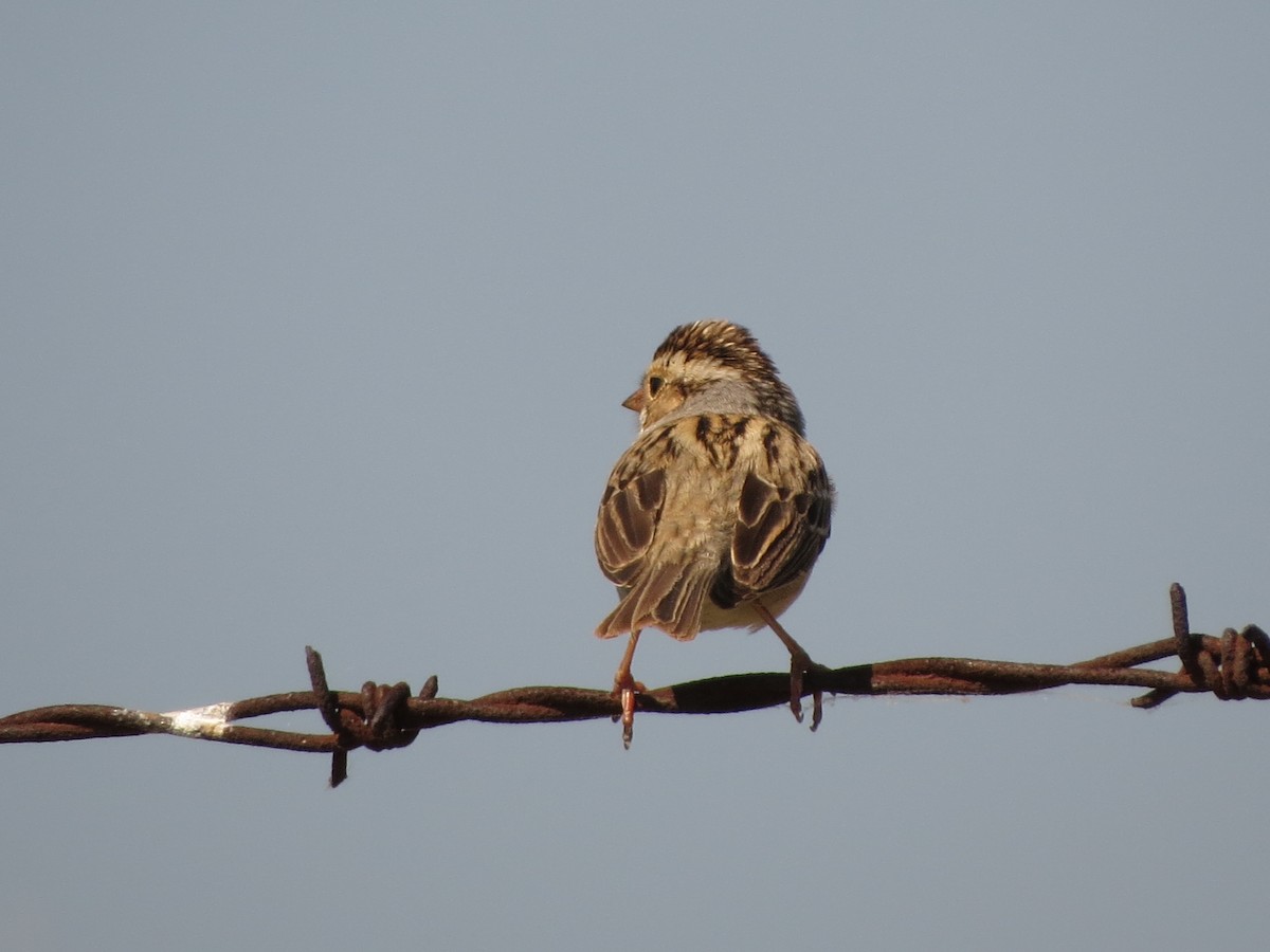 Field Sparrow - ML620001702