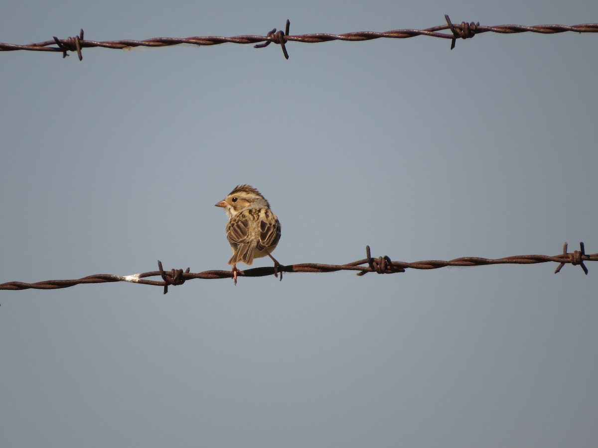 Field Sparrow - ML620001703