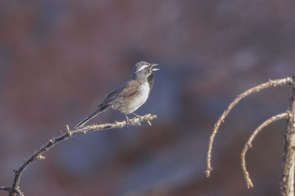 Black-throated Sparrow - ML620001704