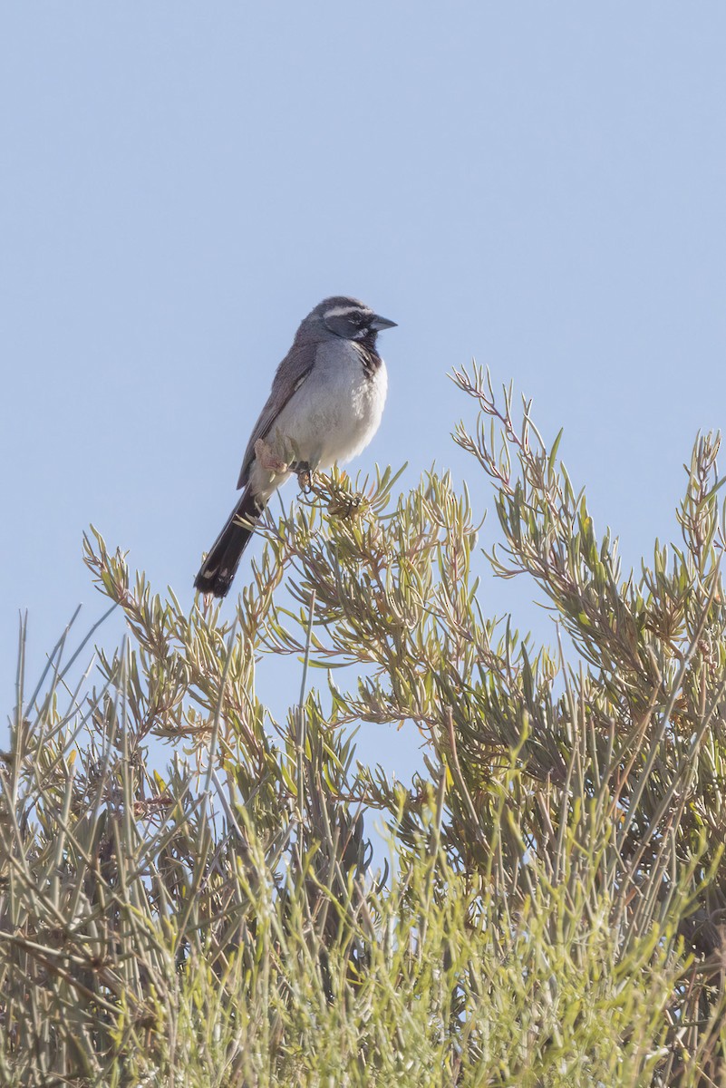 Black-throated Sparrow - ML620001705