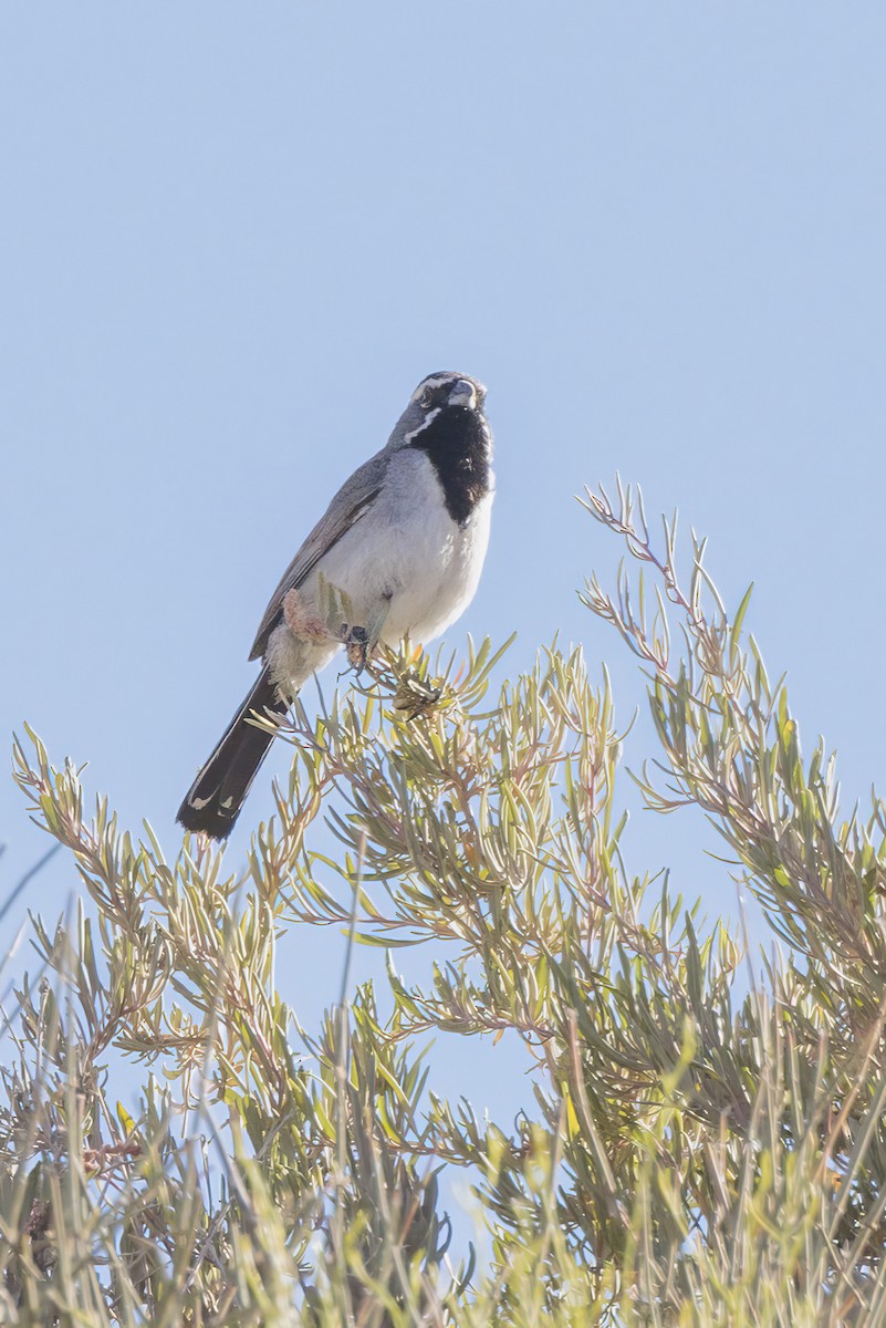 Black-throated Sparrow - ML620001706