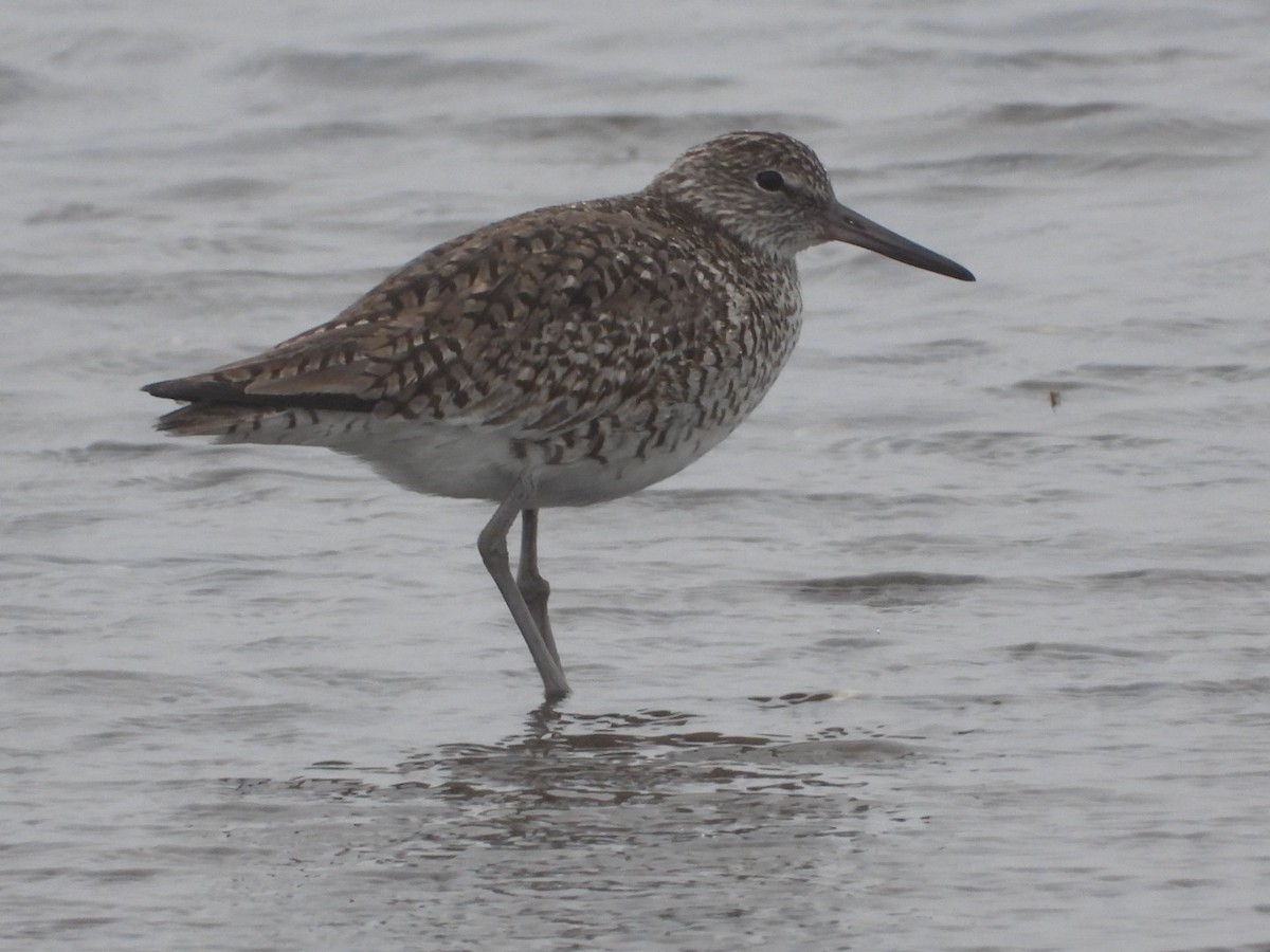 Willet - ML620001710