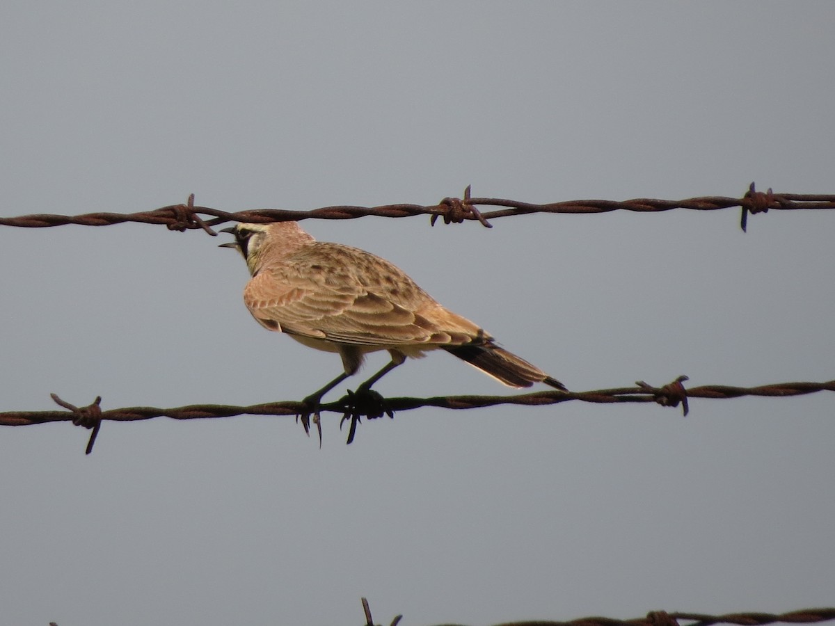 Horned Lark - ML620001715