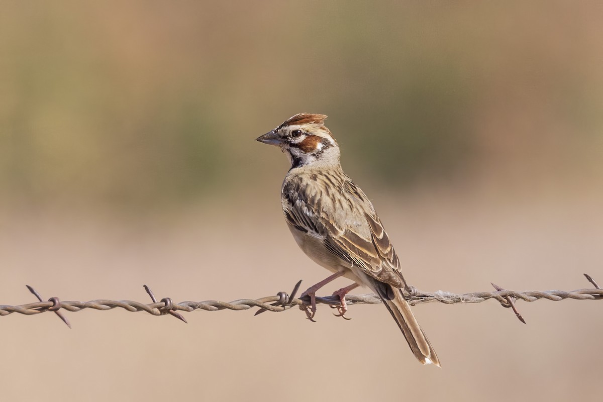 Lark Sparrow - ML620001723