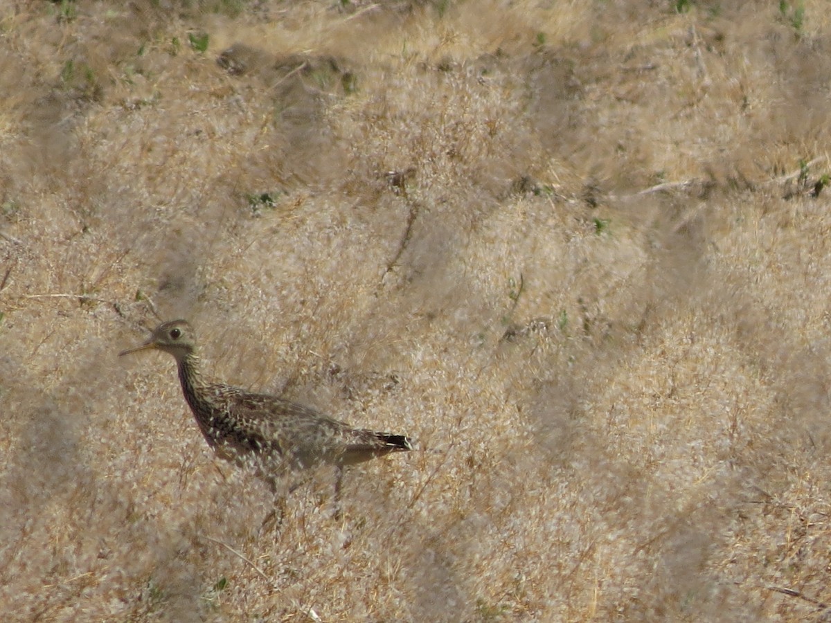 Upland Sandpiper - ML620001729