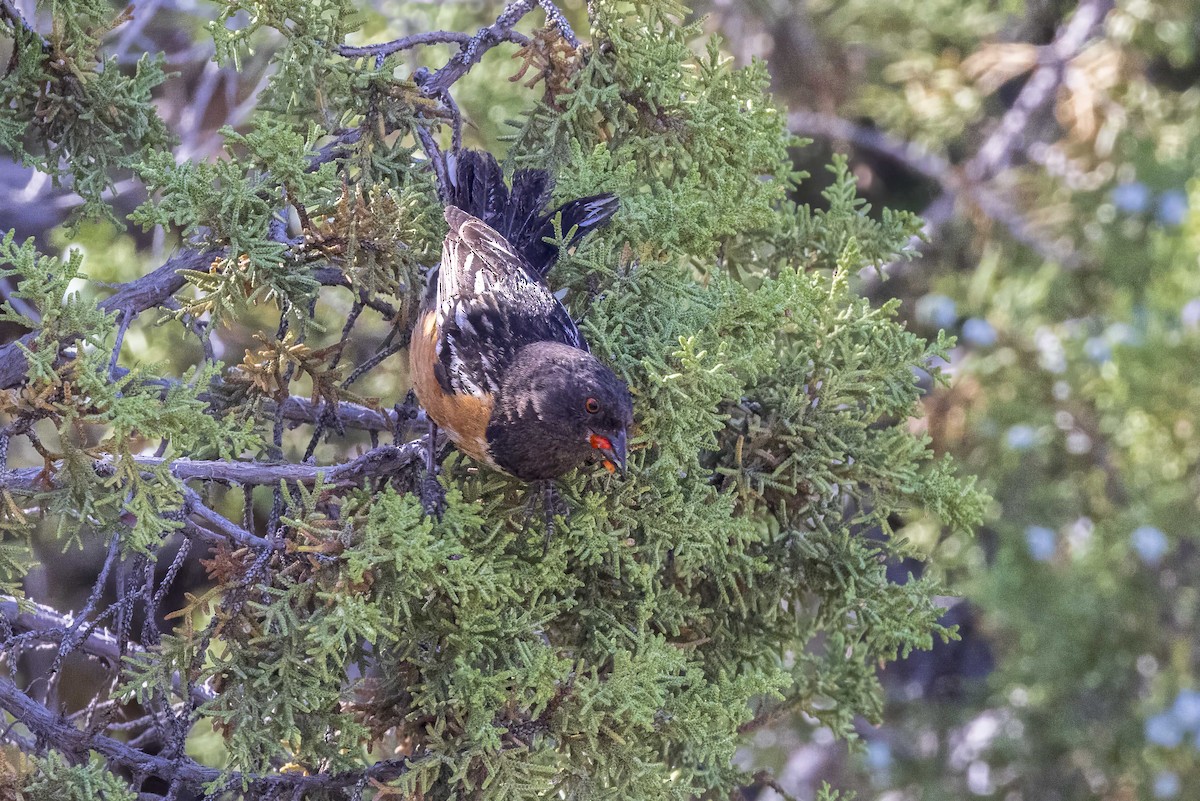 Spotted Towhee - ML620001731
