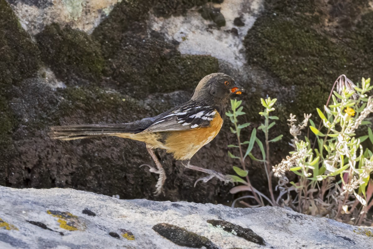 Spotted Towhee - ML620001732
