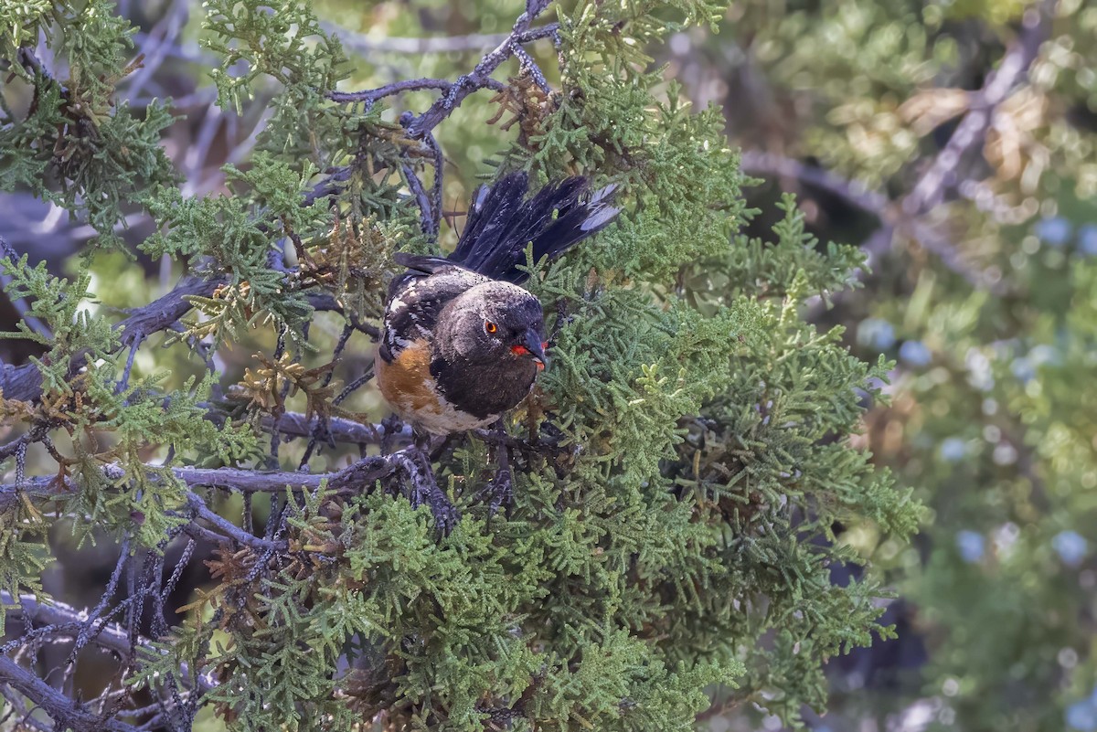 Spotted Towhee - ML620001733