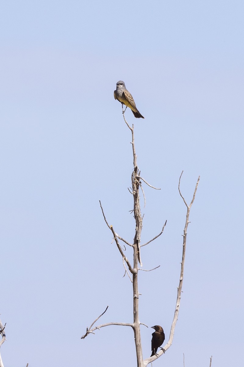 Brown-headed Cowbird - ML620001744