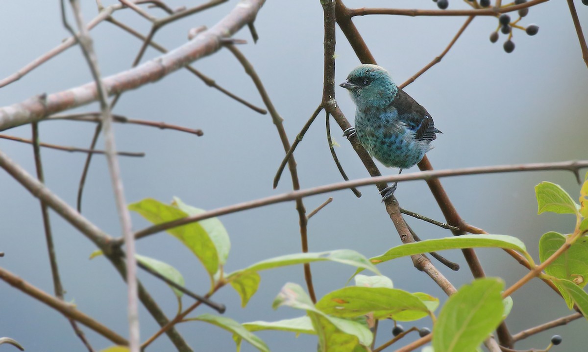 Blue-and-black Tanager - ML620001746