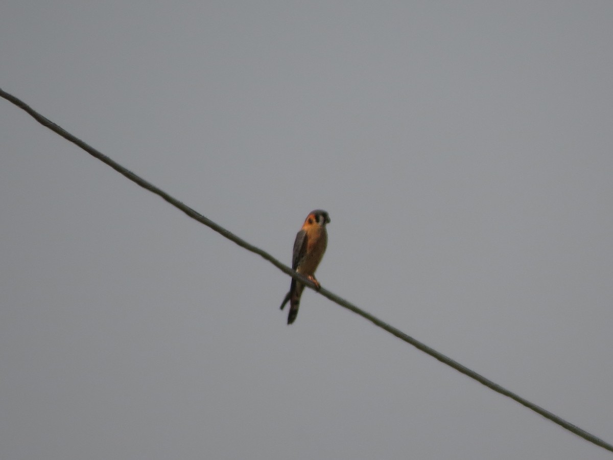 American Kestrel - ML620001749