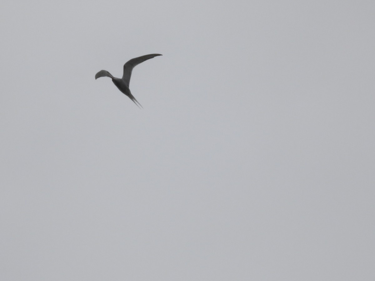 Arctic Tern - ML620001750