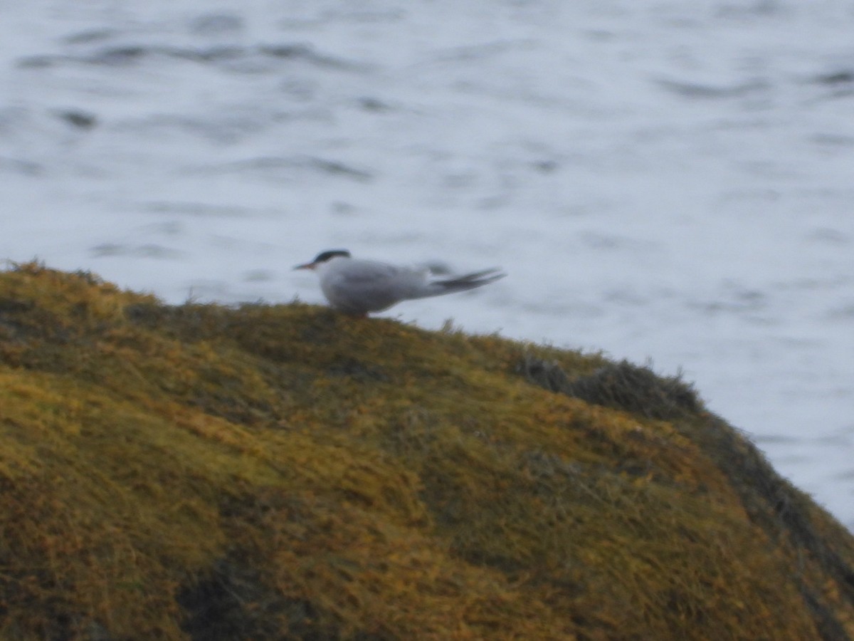 Arctic Tern - ML620001751