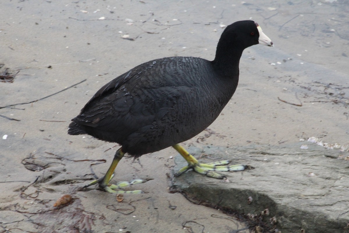 American Coot - ML620001759