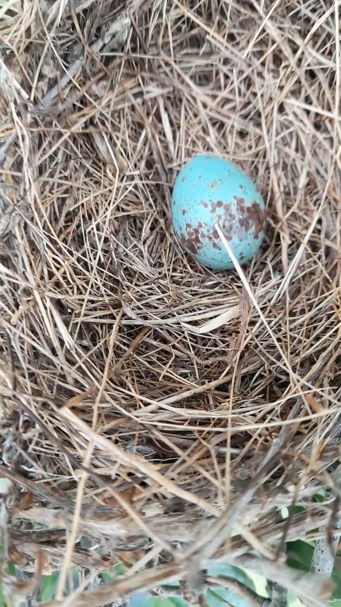 Northern Mockingbird - ML620001789