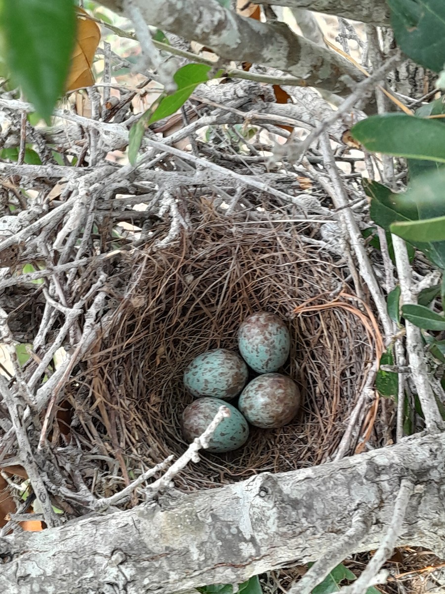 Northern Mockingbird - ML620001792