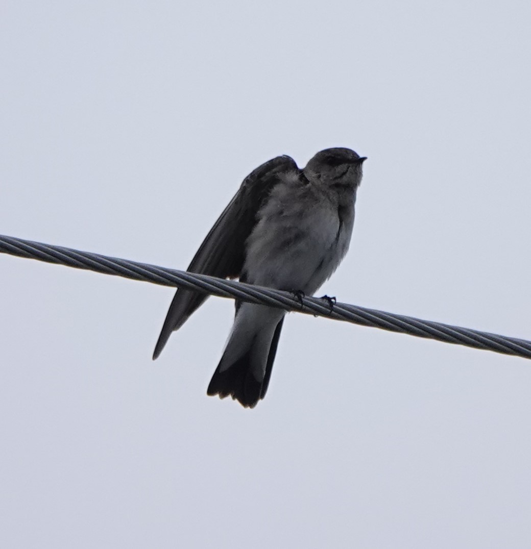 Northern Rough-winged Swallow - ML620001825