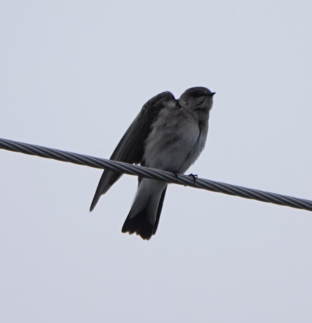 Golondrina Aserrada - ML620001825