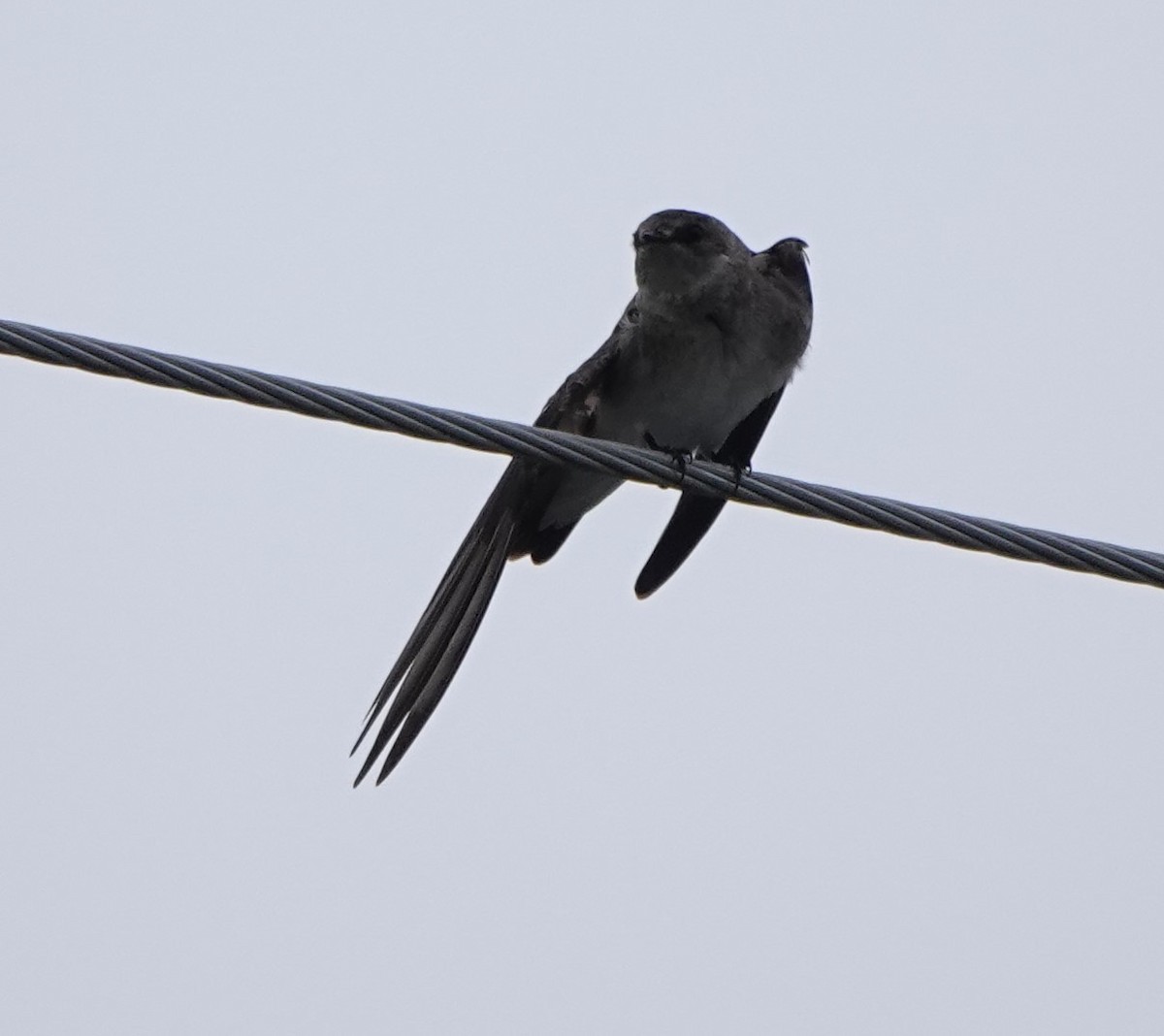 Northern Rough-winged Swallow - ML620001826