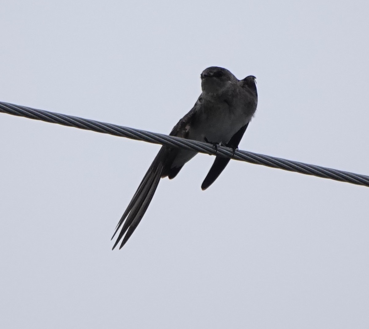 Golondrina Aserrada - ML620001826